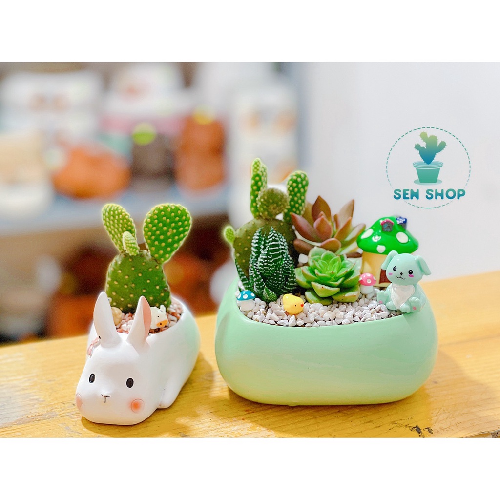 Chậu hoa sen đá mix tầm 100-199k .