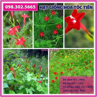 Hạt giống hoa tóc tiên leo giàn mix màu - hạt chất lượng tốt
