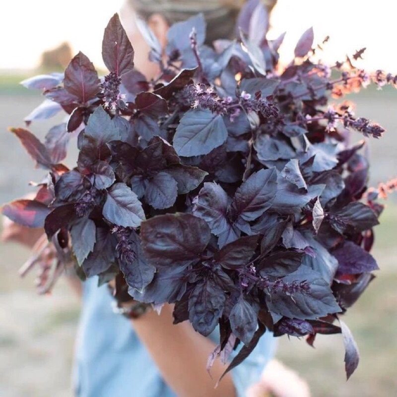 Hạt giống Basil tím Olivia ngọt