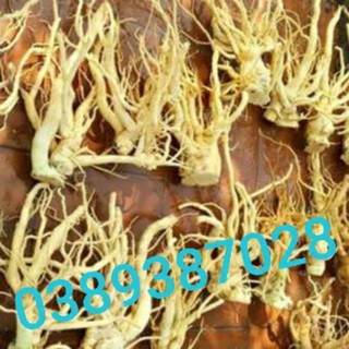 Rễ đinh lăng trên 10 năm,1kg