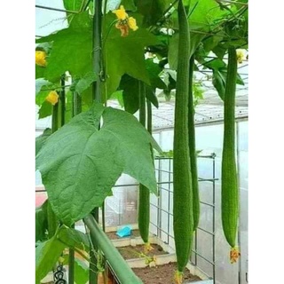hạt giống Mướp siêu dài thái lan