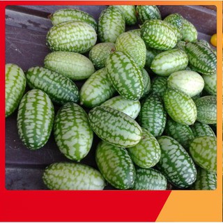 Hạt Giống Dưa Hấu Mini [ NẢY MẦM 99 % ]