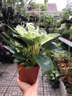 Trầu Bà Đế Vương Bạch Kim