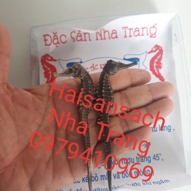 {2 con} Cá Ngựa size trung 10-11cm. Hải Mã Khô. Cá Ngựa Khô tặng 4 Sao Biển