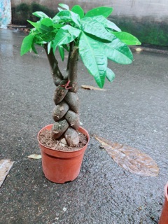 Kim Ngân 3 Thân Thắt Bính