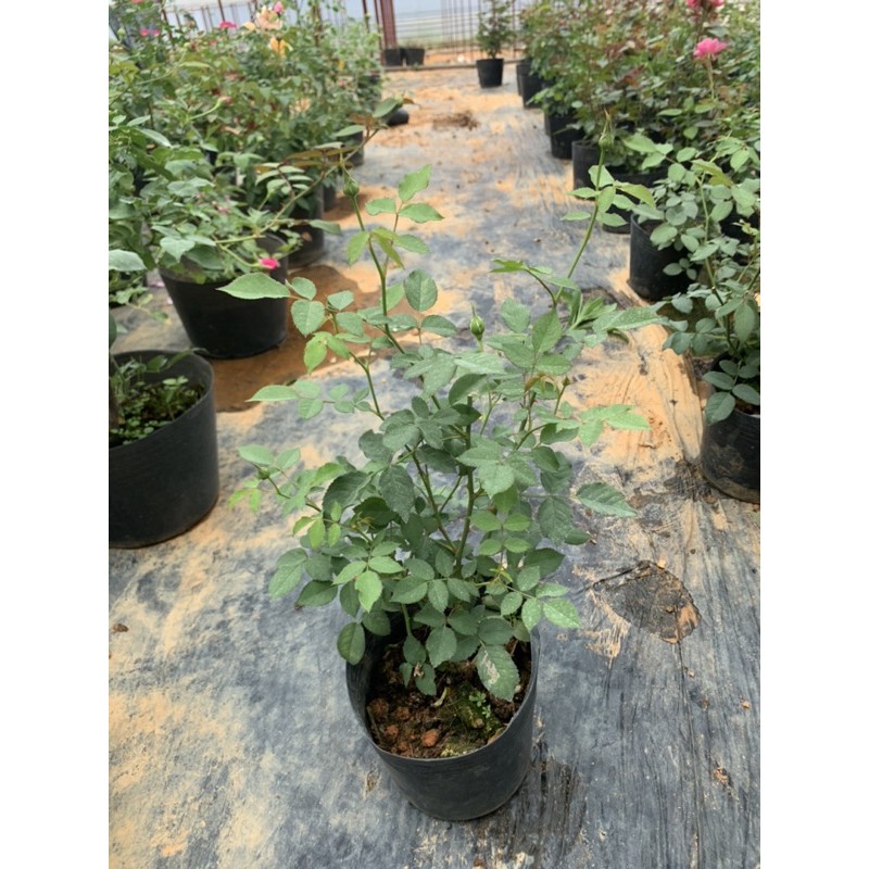 Cây hoa hồng bụi Molinuex màu vàng, cây nguyên chậu cao 50-60cm. thienan22916