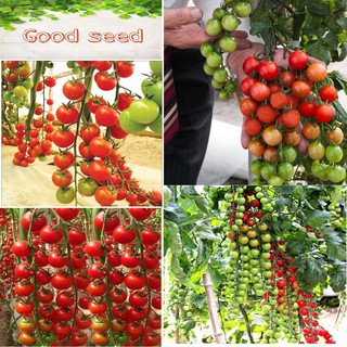🌟Gói 50 Hạt🌟 Cà Chua Bi Chuỗi Ngọc Đỏ F1