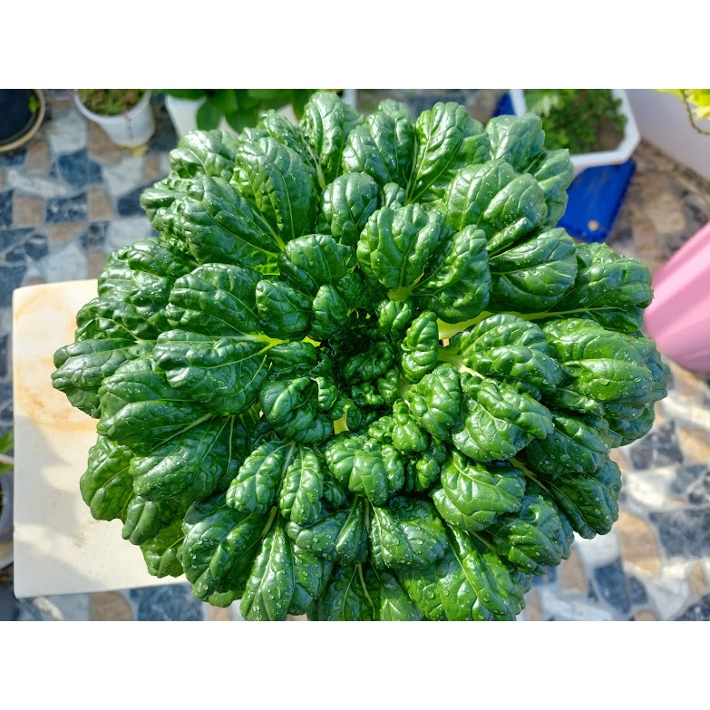 Hạt Giống Cải Hoa Hồng Tassoi Chịu Nhiệt, Giàu Dinh Dưỡng- Gói 2Gr