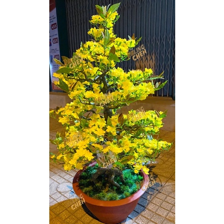  CÂY MAI GIẢ DÁNG BONSAI CAO 1m15 1m25 1m45 NHỰA ĐÚC THÁO LẮP DỄ DÀNG 