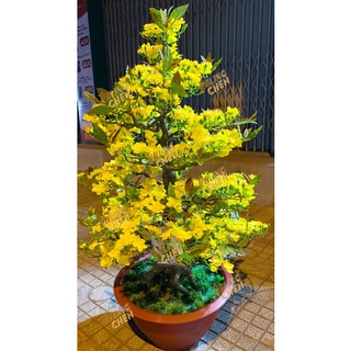  CÂY MAI GIẢ DÁNG BONSAI CAO 1m15 1m25 1m45 NHỰA ĐÚC THÁO LẮP DỄ DÀNG 