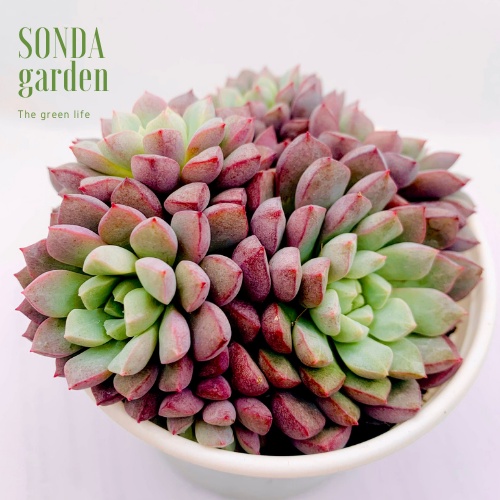 Sen đá kim cương tím SONDA GARDEN size trung bình 10-12cm, xuất xứ Đà Lạt, khoẻ đẹp, lỗi 1 đổi 1