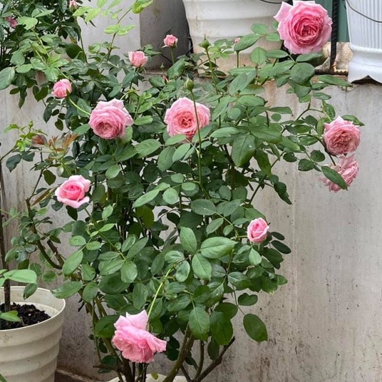 Hoa hồng Bụi Mỹ Lady Heirloom Hương Thơm Mạnh Mẽ- Vườn Hoa Melinhrose