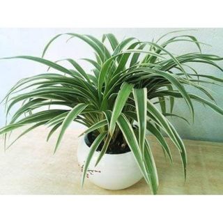 Cây cỏ nhện, cây dây nhện ( mua 5 tặng 1) - bầu đất, không chậu