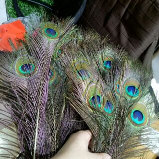 15 cọng Lông công phong thủy