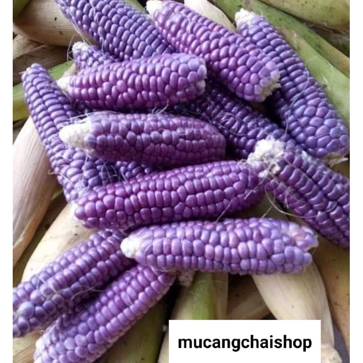 Hạt giống ngô, bắp nếp tím túi 90g