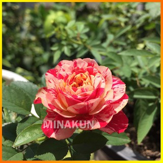 Hoa hồng ngoại Party Ranucula vũ điệu màu sắc - MinaKun Shop