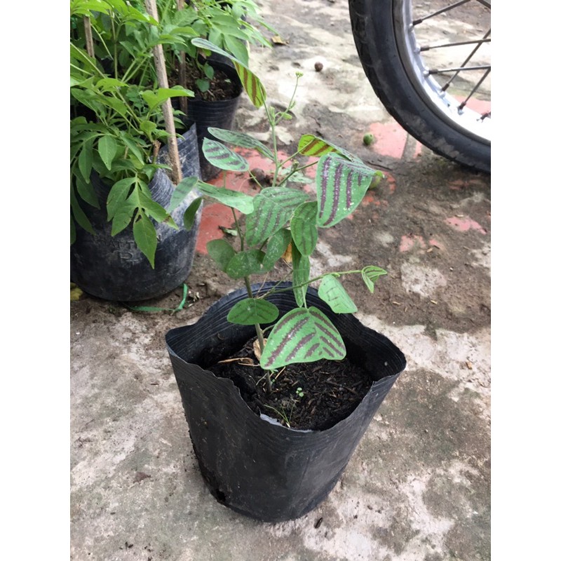 Cây cánh bướm