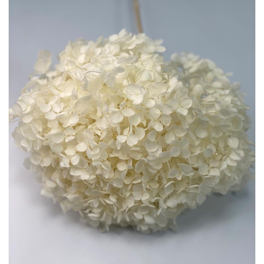Hoa khô Cẩm Tú Cầu - Hoa Khô Hydrangea bất tử - Hoa khô decor bền đẹp