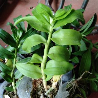 Hoa phong lan phi điệp 5 cánh trắng