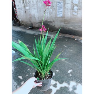 Cây Địa lan, lan đất hay lan chu đinh
