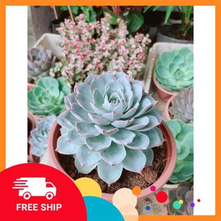 Sen đá hồng phấn size đại