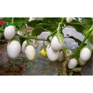 HẠT GIỐNG CÀ PHÁO CAO SẢN bịch 1gr