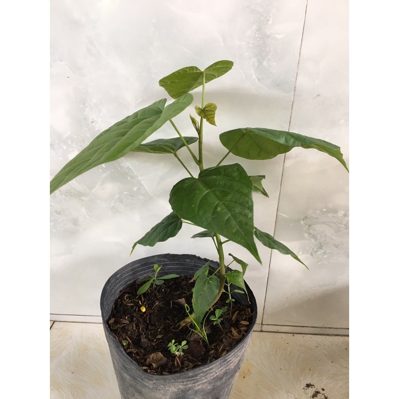 Cây điều nhuộm, ca ri, điều màu