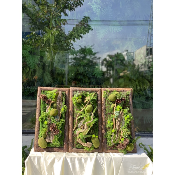 Khung Tranh Cây 3D _ Lũa Tự Nhiên Kết Hợp Rêu Cây Lá Hoa Sen Đá Giả _ Trang Trí Treo Tường Cao Cấp (Set 2)