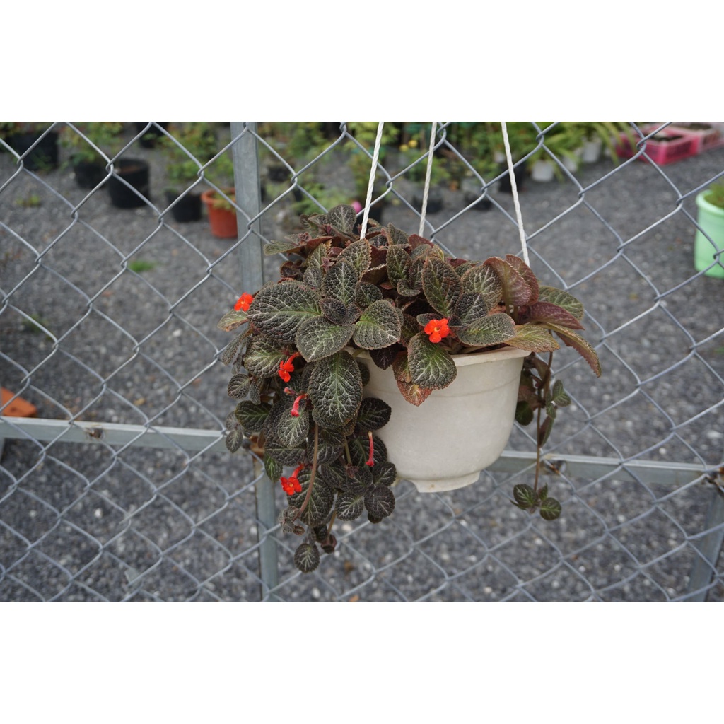 Cây Ấm Kiếm Chậu Treo - Episcia cupreata Hanst