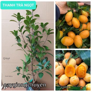 CÂY THANH TRÀ TRIẾT CHO QUẢ SAU 6 THÁNG