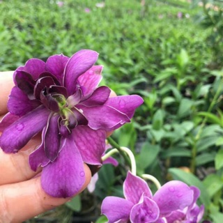 Hoa lan Dendro Hoa Hồng cây trưởng thành