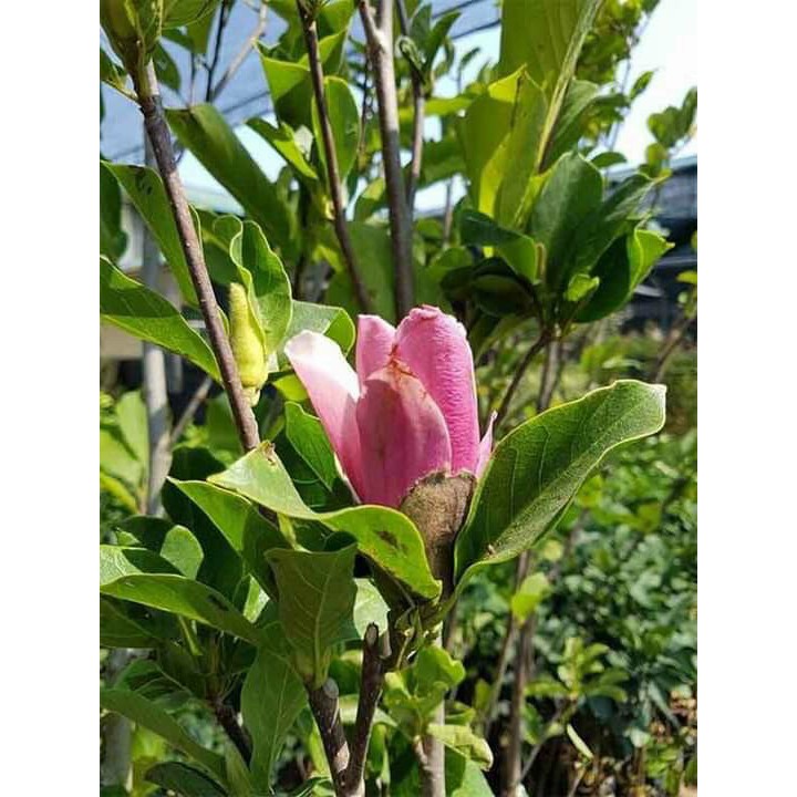 Cây giống mộc lan cho hoa tết - Magnoliaceae
