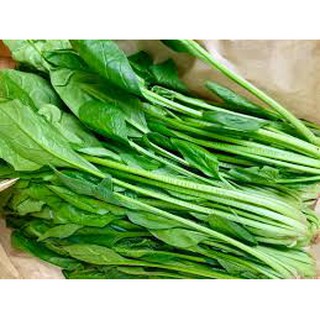 hạt giống cải bó xôi