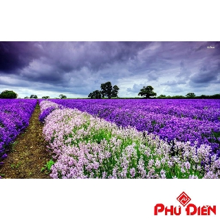 Gói 100 hạt giống hoa oải hương LAVENDER  PHÚ ĐIỀN