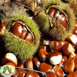 Cây giống Hạt Dẻ Trùng Khánh