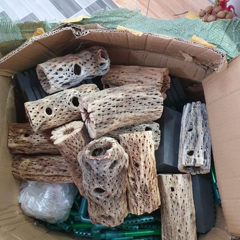 Teddy bear cholla -Lũa cholla size cối