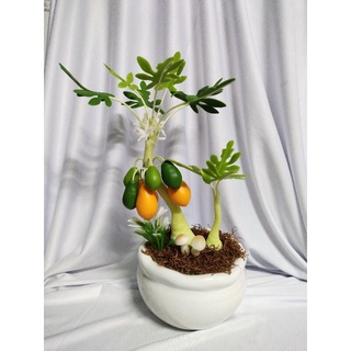 Chậu đu đủ đất sét cao 30cm