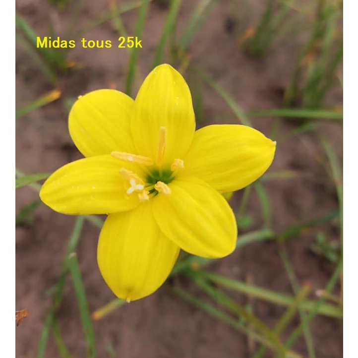 Củ hoa huệ mưa Vàng tươi Midas tous size củ mẹ, củ to_Củ hoa tóc tiên nhập ngoại