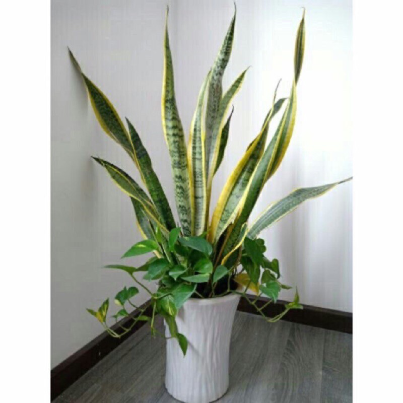 Cây Lớn lưỡi hổ 50k