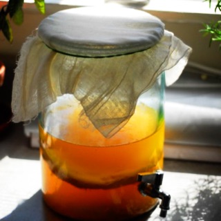 Kombucha Scoby Siêu Ú 80gr kèm nước mồi