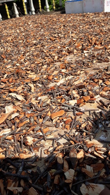 Tầm Gửi Gạo Tía Chuẩn Sịn (đền 100% nếu không chuẩn)