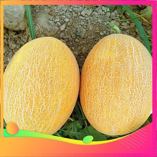 Hạt giống dưa lưới vàng f1 - 10 hạt vietgar