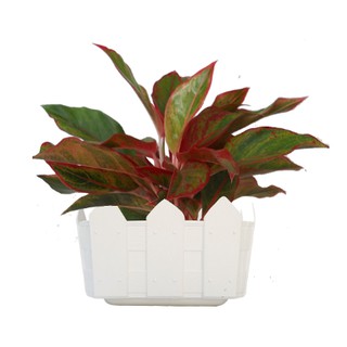 Chậu nhựa trồng cây treo tường kiểu hàng rào màu trắng KT 24x18x19cm
