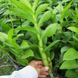 Hoa lan denro nắng tai thỏ