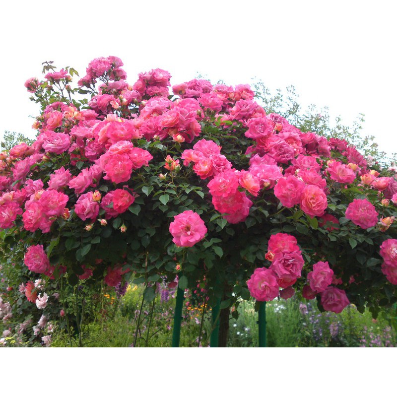 hạt giống hồng thân gỗ mini, tree rose f1