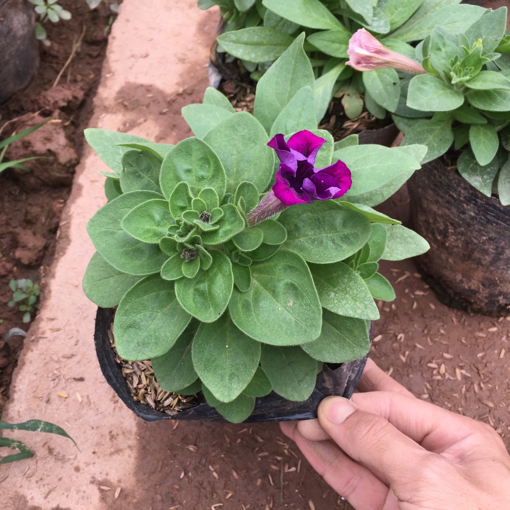 Cây Hoa Dạ Yên Thảo Nhiều Màu,Sẵn Nụ Và Hoa