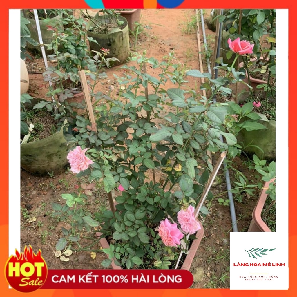 Hoa hồng ngoại Miyabi[SẮC HỒNG CAM TƯƠI] -mới lần đầu xuất hiện -  giống hồng Nhật đều rất khỏe, cực sai hoa, hoa bề