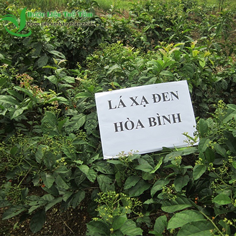 Cây xạ đen hòa bình