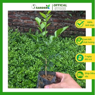Combo 03 cây nguyệt quế giống, cây khỏe mạnh, xanh tốt, cao 20cm cây như hình