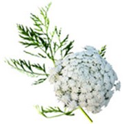 Dầu cà rốt -Aroma-zone